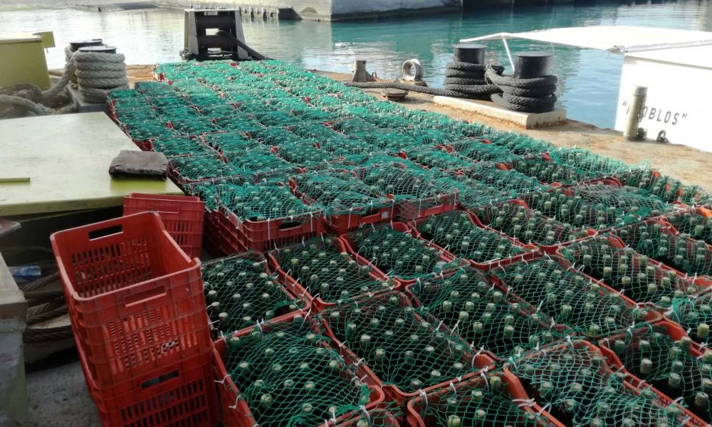 Κρήτη: 5.000 φιάλες κρασιού πόντισαν στον βυθό της θάλασσας για παλαίωση